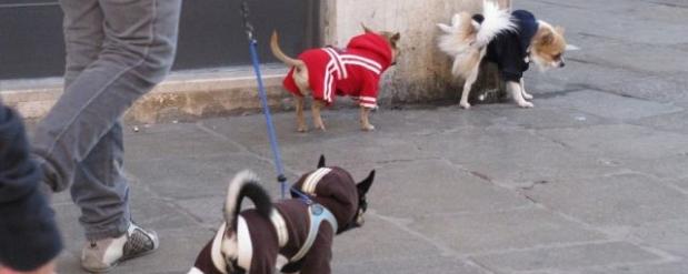 В Набережных Челнах потратят почти полмиллиона на модернизацию площадки для выгула собак