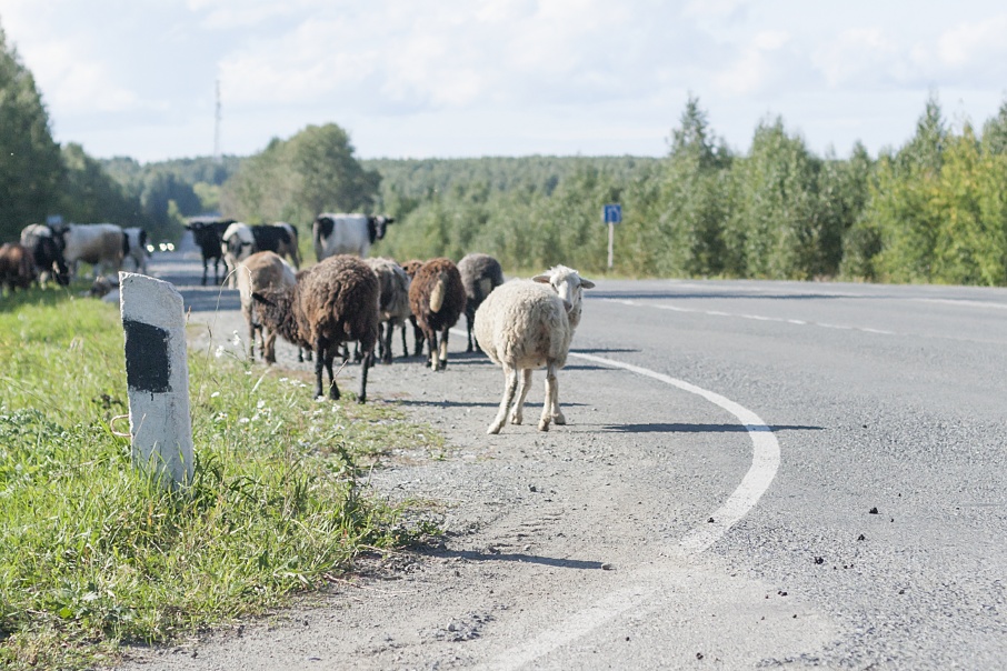 Овцы целы: в Варгашинском районе полицейские вернули похищенных животных домой