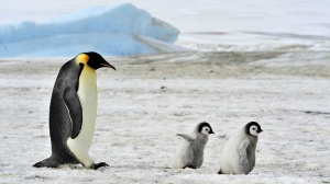 Ученые обнаружили сходство в структурах колоний пингвинов и двухмерного состояния вещества