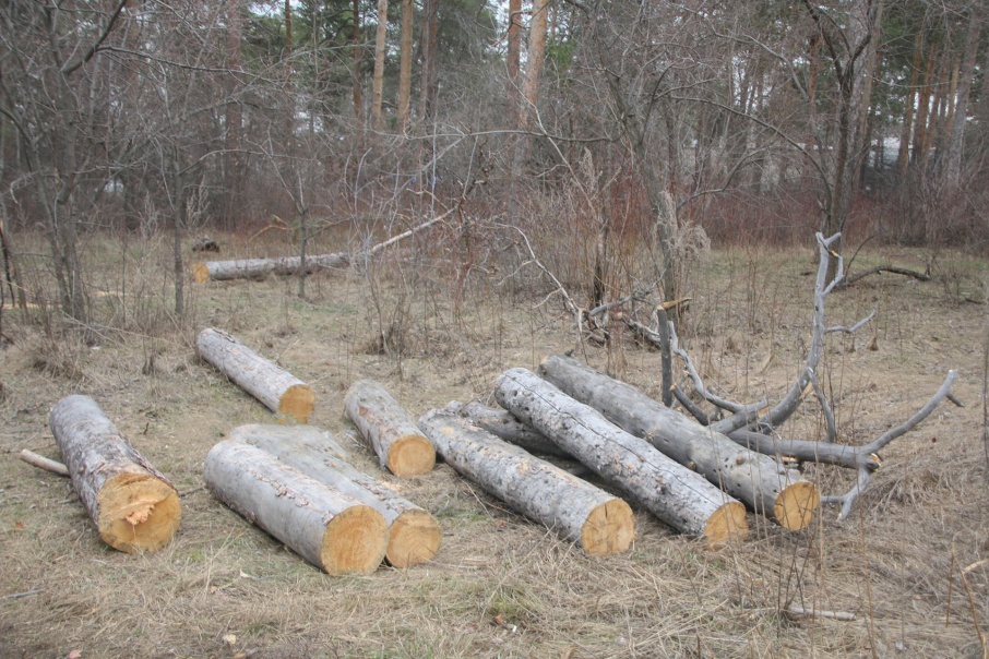 Дровосеки два дня незаконно вырубали деревья возле курганских Тополей