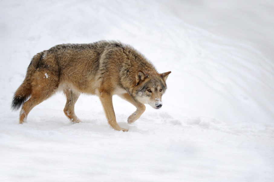 В Курганской области посчитали следы диких зверей на снегу