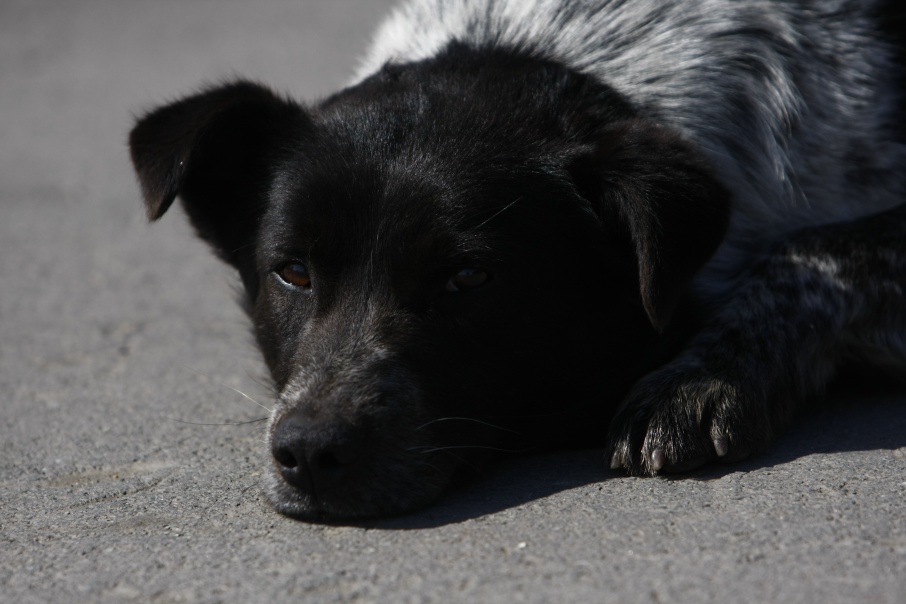 «Страшно подходить к своему подъезду»: курганцы жалуются на расплодившихся бездомных собак