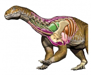 Открыт новый вид динозавра - огромный первый