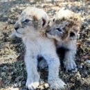 В ЮАР родились первые львята, полученные путем искусственного осеменения
