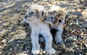 В ЮАР родились первые львята, полученные путем искусственного осеменения
