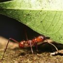 Жизнедеятельность муравьёв-листорезов приводит к увеличению выбросов парниковых газов