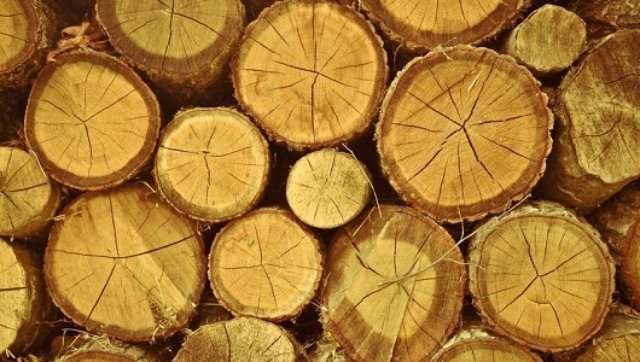 Скільки коштує деревина горіха на електронних торгах